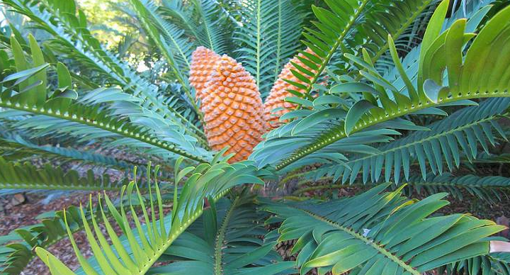 TRANSPORT PERMITS FOR CYCADS